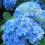 Niesamowita Hortensja Hydrangea Nikko Blue
