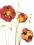 Plakat obraz 60x80cm EWG-800991 POPPIES