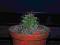 Kaktus Mrozoodporny Echinocereus triglochidiatus!!