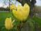 Magnolia 'Yellow Bird' ŻÓŁTA - [WONNA] HiT !!! !!