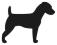 Pies Jack Russell Terrier naklejka duża