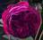 Rosa 'Othello' - Róża angielska *WIŚNIOWA* !! !!