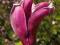 Magnolia purpurowa Nigra *ZJAWISKOWA*C3*90-100cm*P