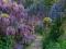 Wisteria 'Macrobotrys' - Glicynia KWIATY DO 150CM!