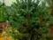 Pinus flexilis 'Firmament' - Sosna giętka
