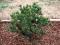 Pinus contorta 'Spaan's Dwarf' - Sosna wydmowa HiT