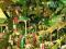 FLEET FOXES - FLEET FOXES [2CD] NOWE Z ANGLII