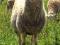 fryzyjskie owce mleczne ekologiczne