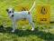 Parson Russell Terrier reproduktor- usługa krycia