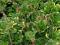 okrywowa zimozielona - skalnica cienista variegata