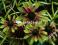 Jeżówka - Echinacea Green Envy do kolekcji