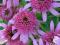 Pełna jeżowka Echinacea Pink Doubledelight, pastel