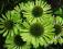 Echinacea Green Jewel - zielona jeżówka - cudeńko