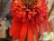 Echinacea Hot Papaya - pełna krwista jeżówka