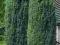 Jałowiec pospolity Hibernica **40-60cm**3l*P