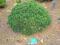 Pinus mugo 'Sherwood Compact' - Sosna górska