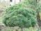 Pinus strobus 'Horsford' - Sosna urocza miniaturka