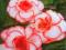 BEGONIA DWUKOLOROWA CAMELIA 1 SZT # TANIO #