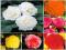 BEGONIA STRZĘPIASTA MIX 5SZT # TANIO #