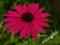 Jeżówka-Echinacea Lilliput dla kolekcjonerów