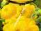 Patison żółty - nasiona warzyw 0,8g (Z)