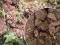 Torf zbrylony 4l - storczyk, rosiczka, terrarium