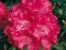 Rododendron wielkokwiatowy Andantino