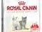 Royal Canin Kitten36 10kg POMÓŻ rottka.pl