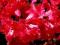 Rododendron wielkokwiatowy Brisanz