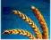 Karta pola zbóż - wyższe plony - nowa jakość