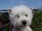 West Highland White Terrier z rodowodem !!!