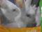 PASZA KARMA DLA KRÓLIKÓW Rabbit 25 kg
