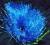Pompony, czirliderki niebieskie 30cm, błyszczące