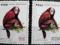 Peru - 1974 - Mi - 976/977 - Małpy - Uakari