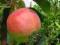 Jabłoń Alwa sprzedaż wiosna jesień W