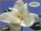 Magnolia Grandiflora -KWIATY WIELKOŚCI DŁONI !!