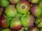 Jabłoń Delikates sprzedaż wiosna jesień W