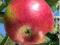 Jabłoń Freedom sprzedaż wiosna jesień W
