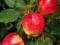 Jabłoń Gala sprzedaż wiosna jesień W