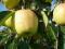 Jabłoń Golden Delicjusz sprzedaż wiosna jesień W