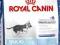 Royal Canin, MAXI JUNIOR ACTIVE, 15kg. EDUC GRATIS
