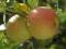 Jabłoń James Grieve sprzedaż wiosna jesień W