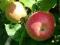 Jabłoń Jonagold sprzedaż wiosna jesień W