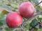 Jabłoń Malinówka Oberlandzka sprzedaż wiosn jesi W