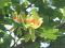 SZOK - Tulipany rosną na drzewie- to możliwe !!!