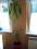 dracena-żywa roślina wys.2,5m