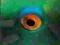 Mats Gustafsson: Parrot Fish Eye (Okka, Autograf)