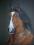 koń konie portret sucha pastela A. Zin
