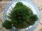 Pinus flexilis 'Navajo' - Sosna giętka gumis2216