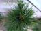 Pinus strobus 'Diggy' - Sosna wejmutka